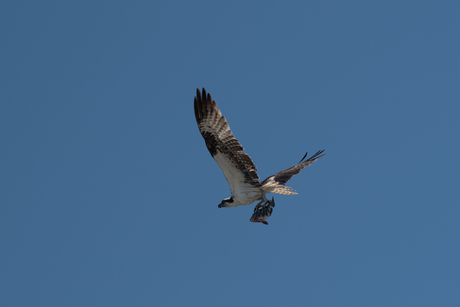 Osprey, Florida, USA