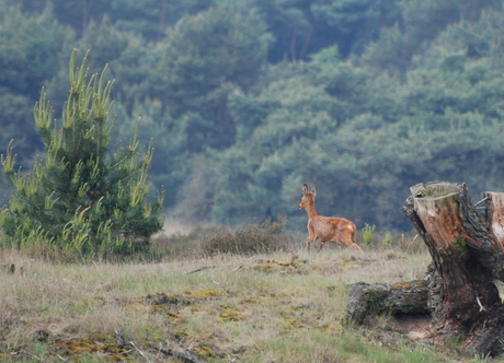 Ree op de Leenderheide