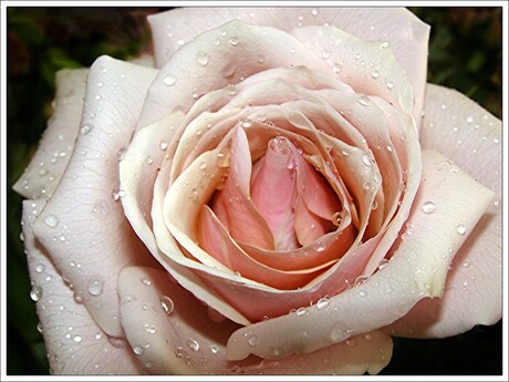 Raindrops and Roses in House