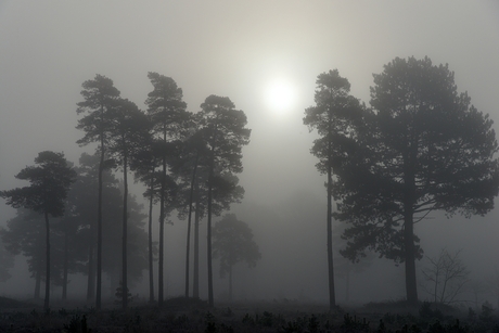 Mist in het Drents-Friese Wold