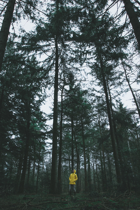 The smell of pine needles, spruce and the smell of a Christmas tree - those to me, are the scents of the holidays