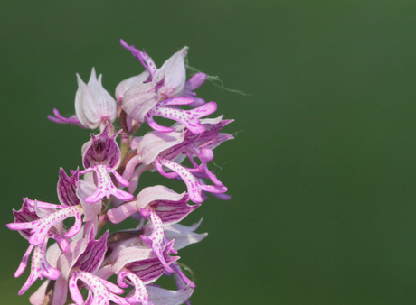 Soldaatje (orchus militaris)