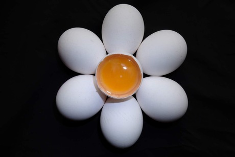 eieren bloem