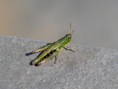 beest in de tuin