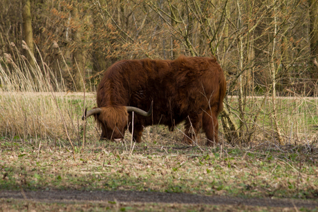 Schotse Hooglander