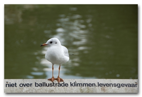 Kunnen vogels lezen??????