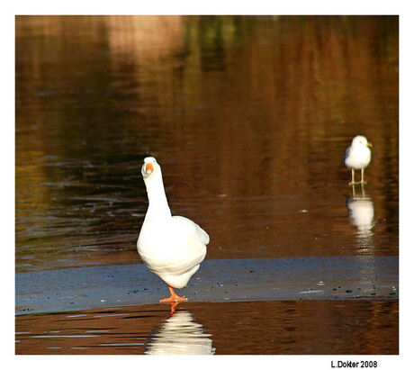 Gijs Gans op het ijs