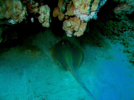 blue spottet eagle ray