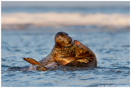 Zeehonden in love