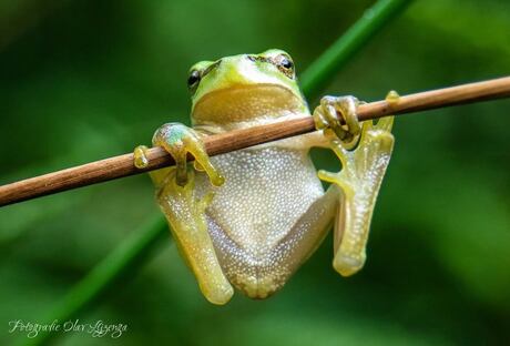 46728360_986870331519603_4868770086317457408_n