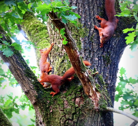 Spelende eekhoorns