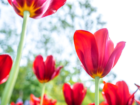 keukenhof