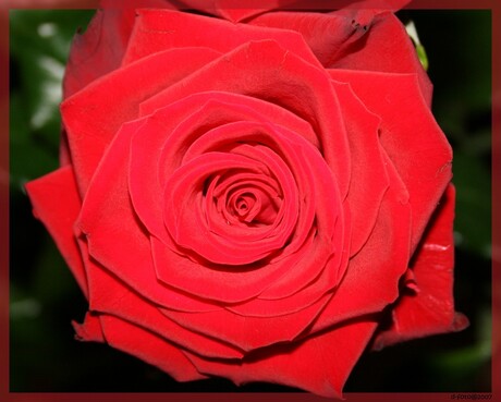 Red rose!