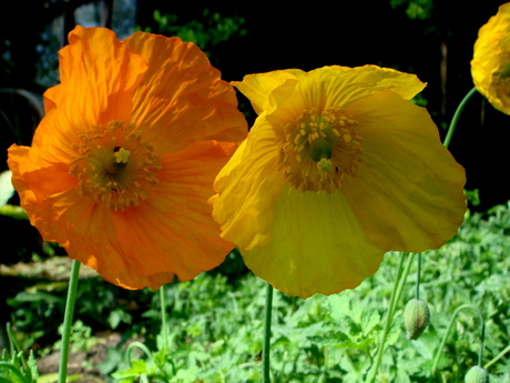 d'Een is oranje en d'ander is geel