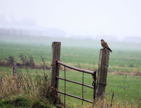 Torenvalk in landschap