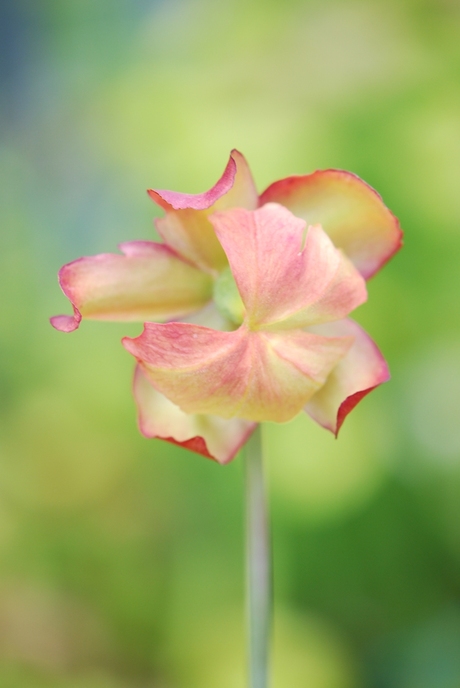 bloem van trompetbekerplant