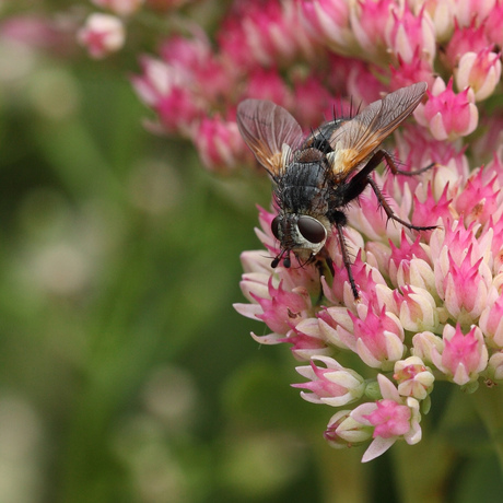 vliegje op sedum