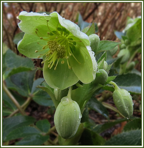 Helleborus