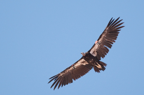 California Condor @ Navajo Bridge