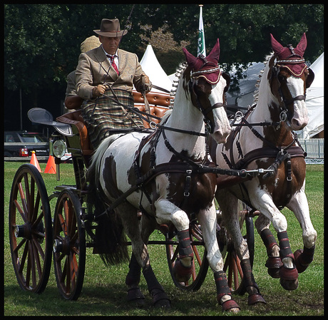 paarden spektakel