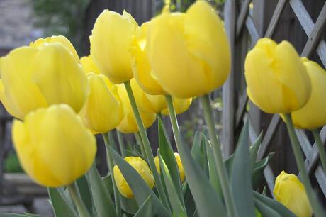 tulp