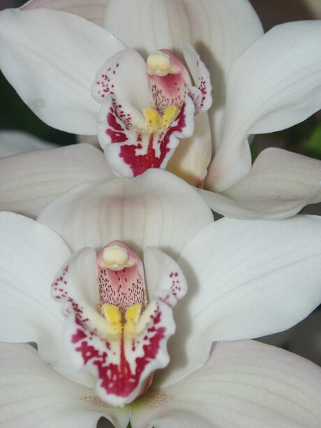 orchideeen