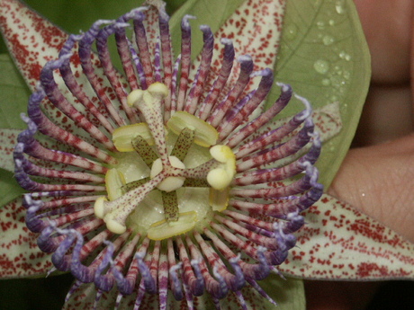 Hart van een andere plant in Ecuador