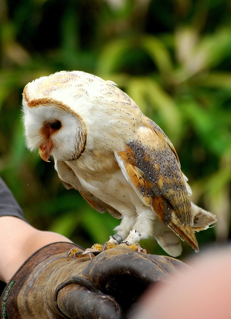 roofdierenshow