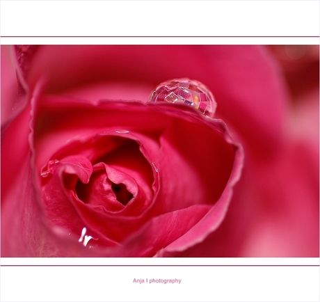 Soft rose 3