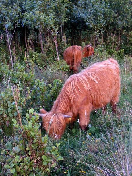 Schotse Hooglanders