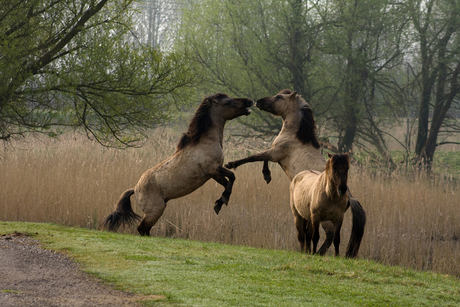 paarden