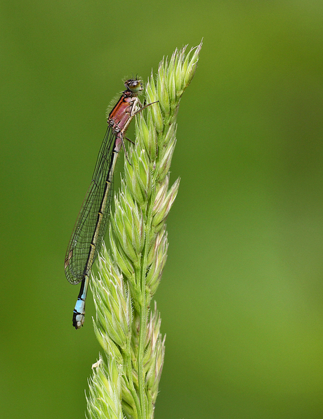 Red, Green and Blue.