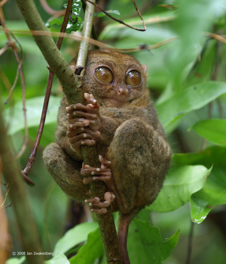 Tarsier