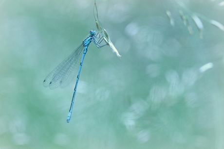 Feeling blue...