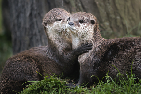 Twee lieve otters
