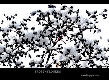 frost-flowers