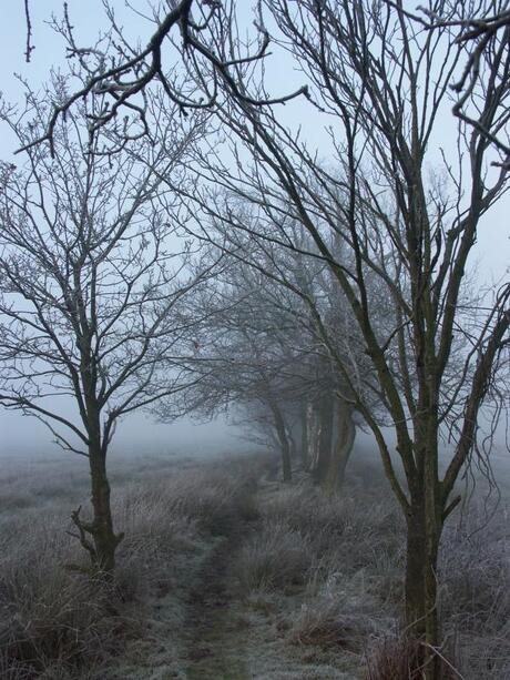 Houtwal bij Gasteren