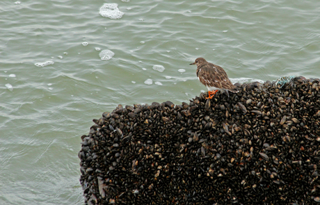 Strandloper