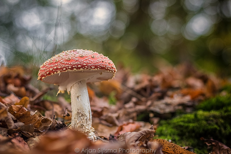 Op een grote paddenstoel, rood met witte stippen....