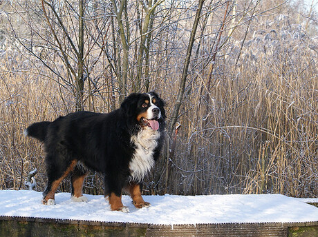 berner in de sneeuw