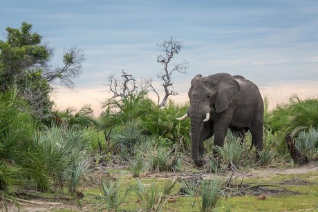 Olifant in de Okavango Delta