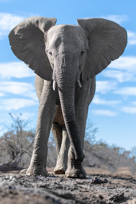 olifant hide groot kleur