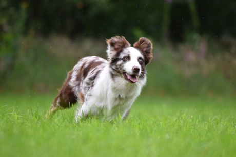 Workshop honden fotografie!