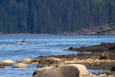 Waterpret, Kayaking met orka's