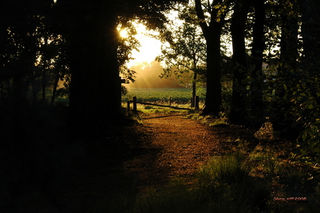 zonsondergang in het bos