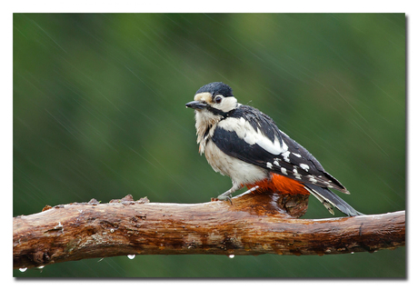 In the rain