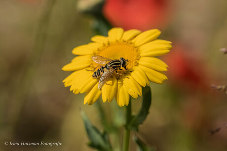 Duursche waarden en Klaprozenveld 31-05-2020 447