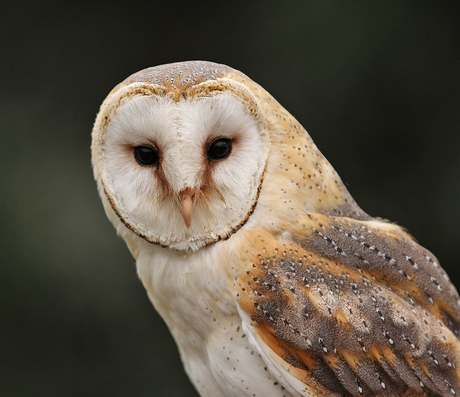 The Owl.