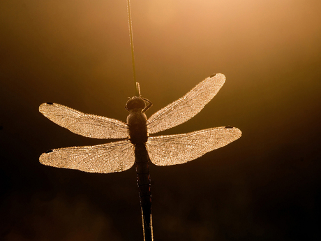 golden wings