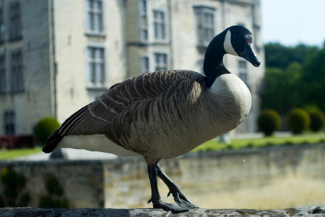 Gans bij Kasteel Schaloen